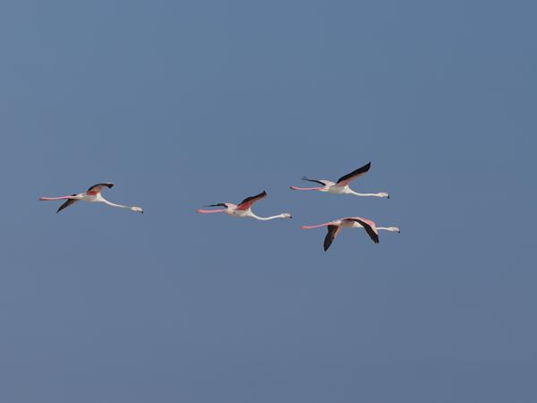 Greater flamingo (Phoenicopterus roseus)